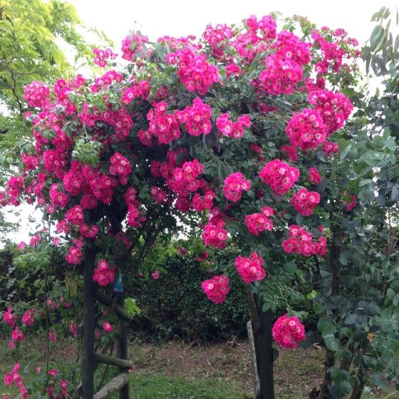 rose climbing over an arch in full bloom pink flower clusters