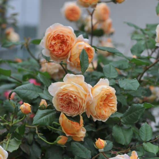 apricot colour rose Lady of Shallot