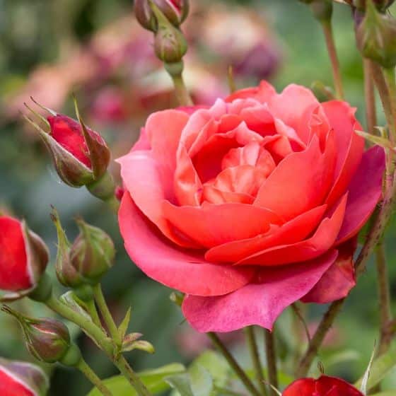 red brown flowering rose