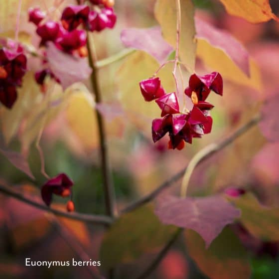 EUONYMUS berries