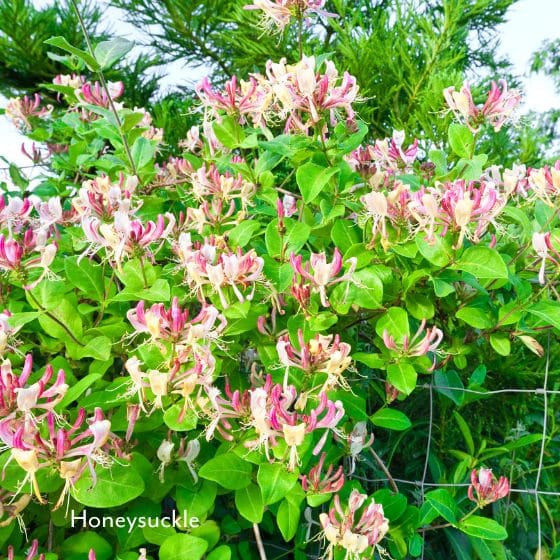 honeysuckle in flower