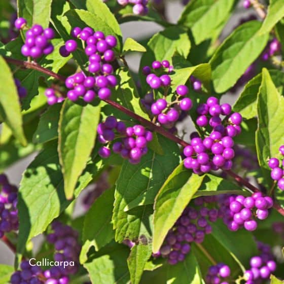 callicarpa purple berries