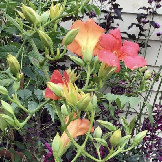 orange trumpet flower campsis grandiflora climbing shrub