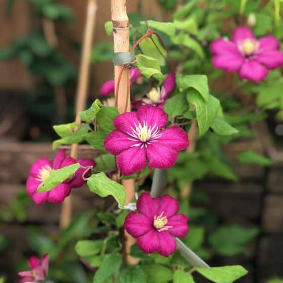 clematis ville de lyon pink flowers