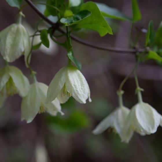 clematis jingle bells white flowers