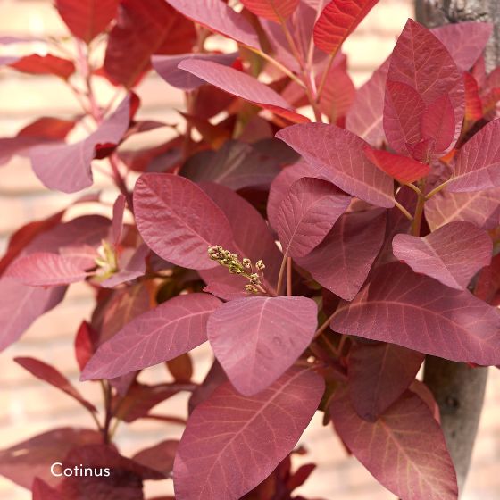 Cotinus purple leaf shrub