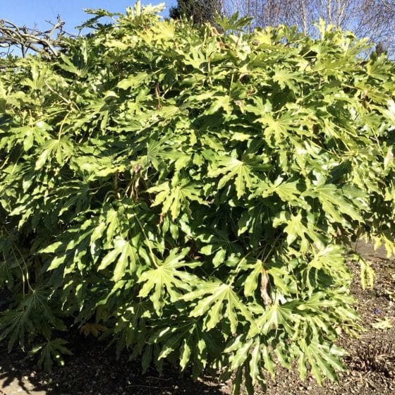 fatsia japonica shrub leaves