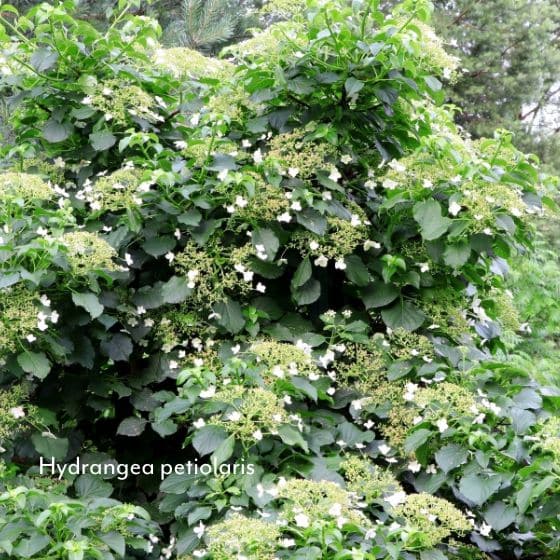 hydrangea petiolaris evergreen white flowers