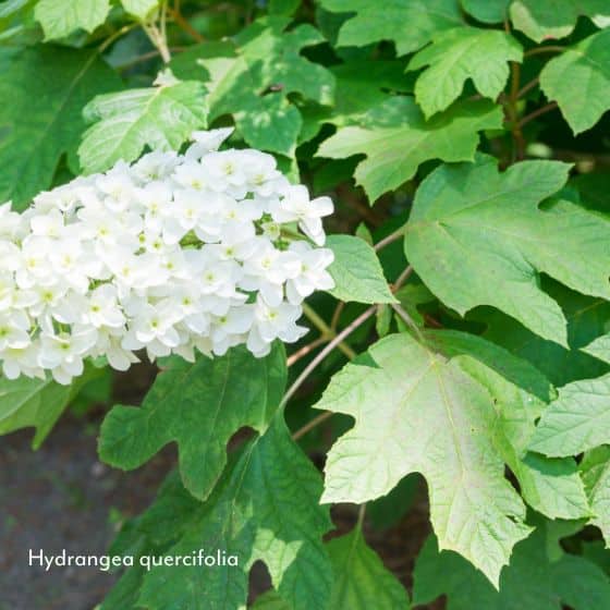 hydrangea quercifolia white flower oak shape leaf