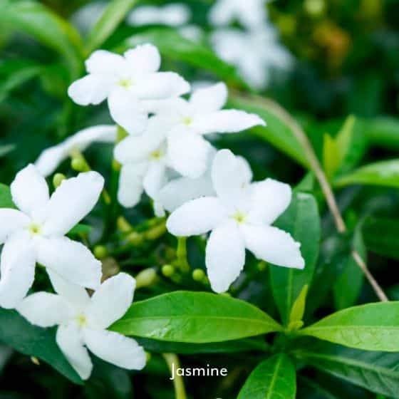 jasmine white flowers scented evergreen climber