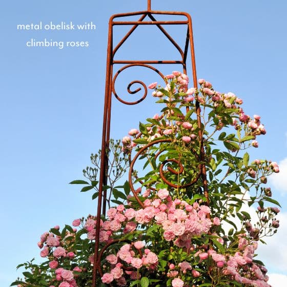 metal obelisk with pink roses growing over