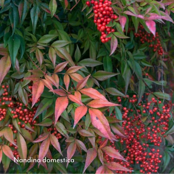 nandina domestica leaves