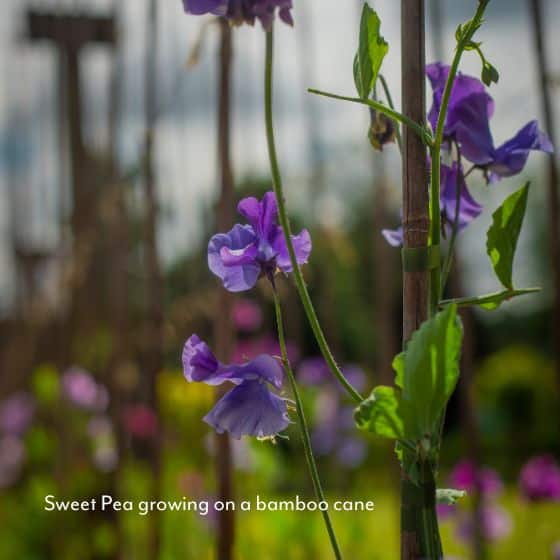 blue sweet pea climbing on a bamboo cane