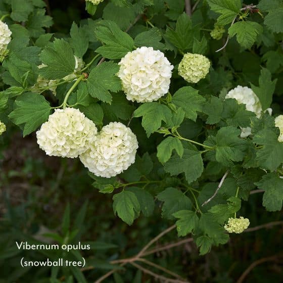 vibernum opulus snowball tree