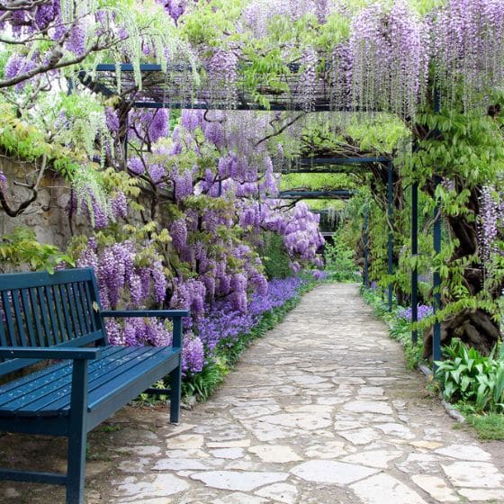 wisteria flowers over a crazy paved path