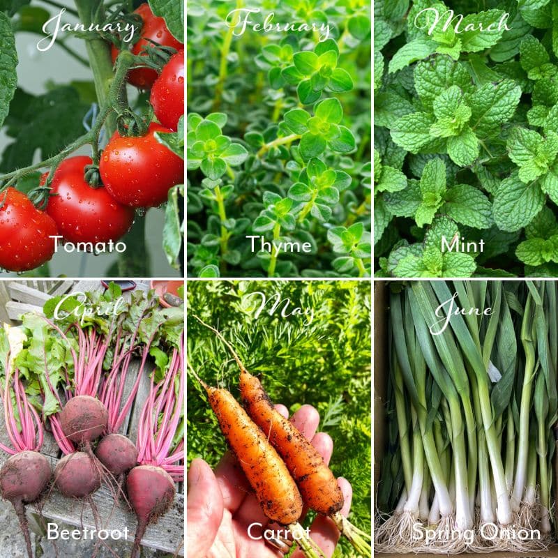 veg seeds to sow 2026 seed calendar