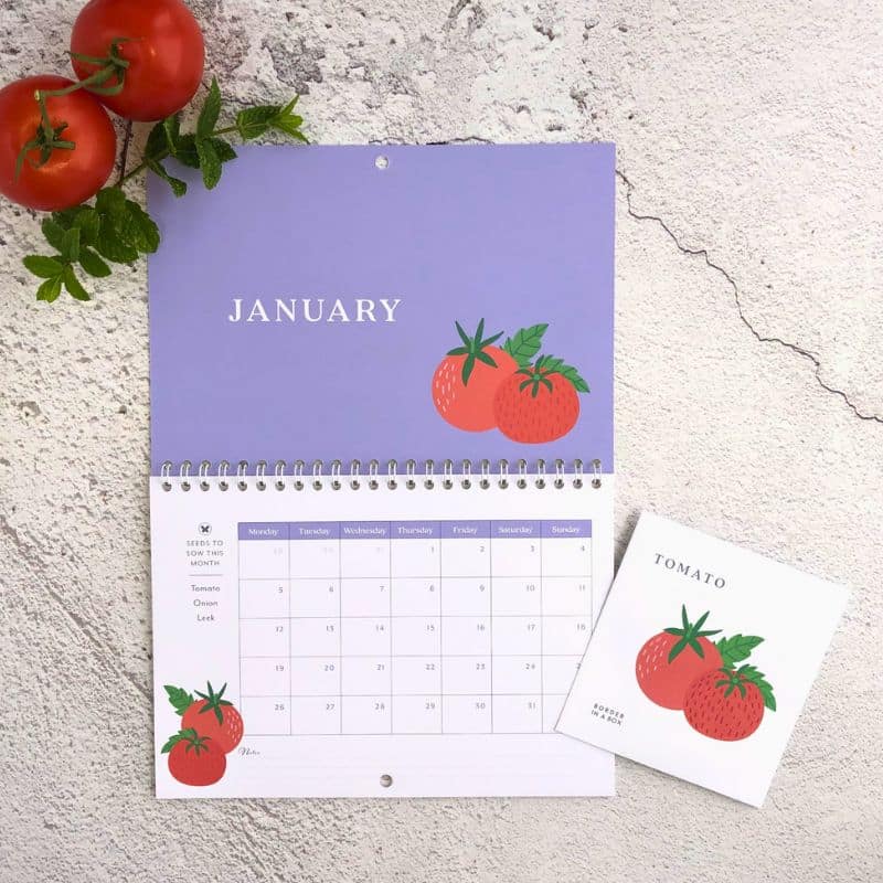 veg seed calendar January with tomato illustration and seed packet