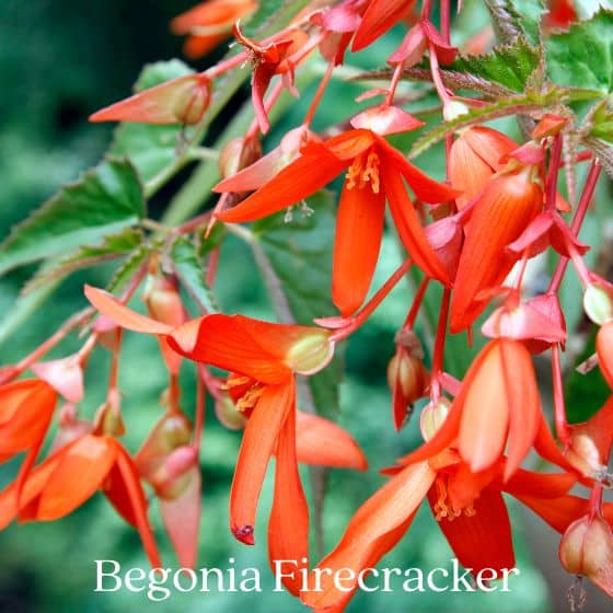 Begonia firecracker plant