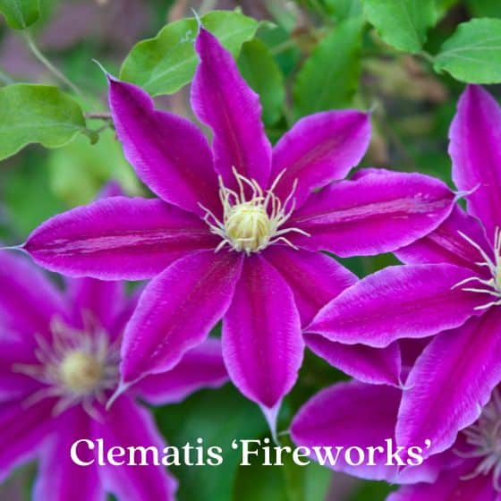 clematis purple flower with red stripe