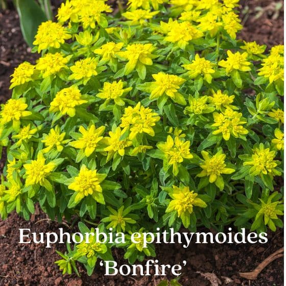 Euphorbia bonfire with yellow flowers and foliage turns purple