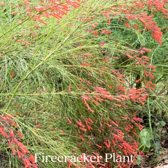 firecracker plant with red flowers