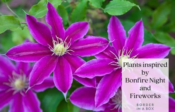 blog header plants inspired by bonfire night