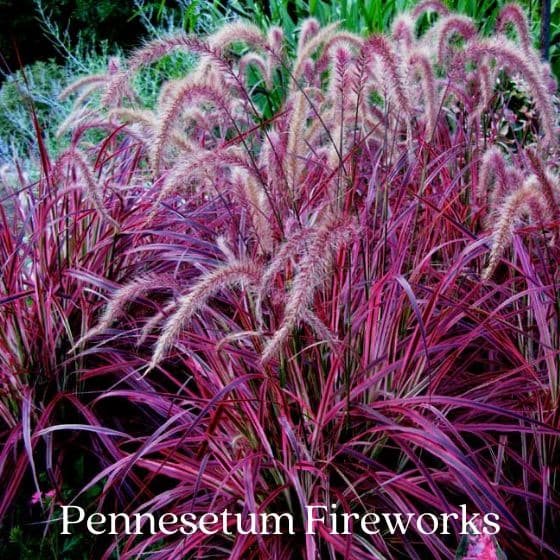 pennesetum fireworks