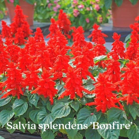 salvia splendens bright red flowers