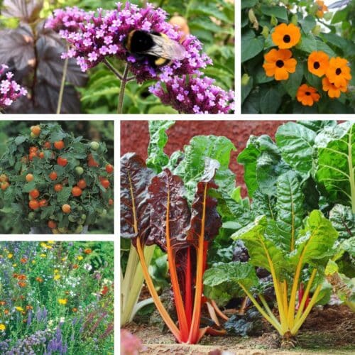 verbena bonariensis, thunbergia, cherry tomato, wildflowers and chard photos