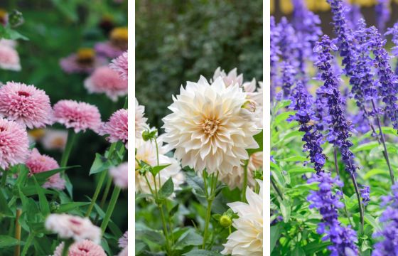 Dahlia cafe au lait flower with salvia caradonna and zinnia zinderella flowers