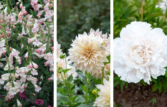 penstemon dahlia and peony flowers