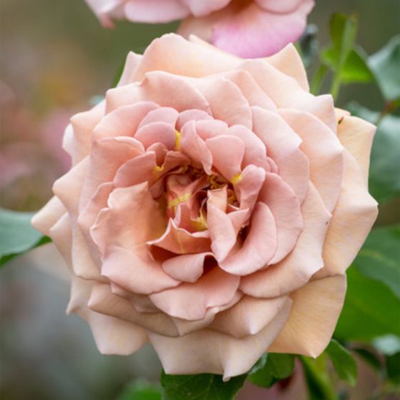 Koko Loko toffee coloured rose by Peter Beales