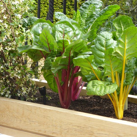 chard in a container with flowering jasmine