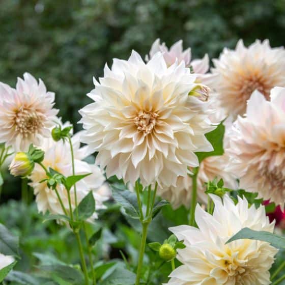 Dahlia Cafe au Lait flowers coffee colour