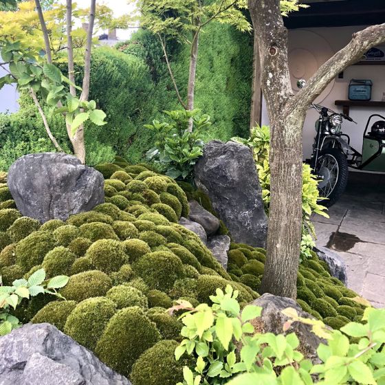 japanese style garden with a tree underplanted with moss balls