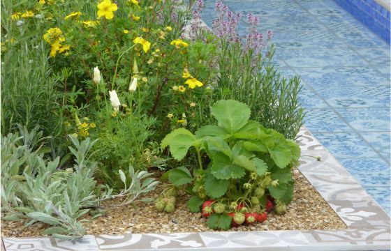 strawberry plant in a gravel garden with herbs and flowers