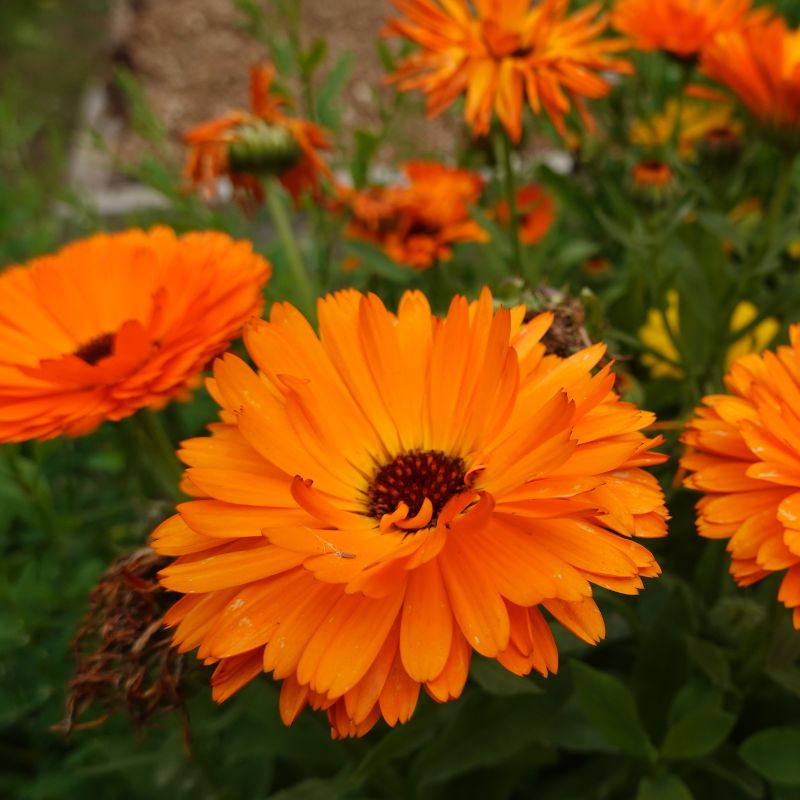 calendula flowers (800 x 800 px)