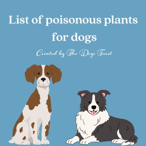 poisonous plants list for dogs product download header
