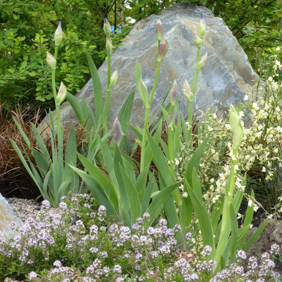 thyme, irises and a boulder in the wind garden