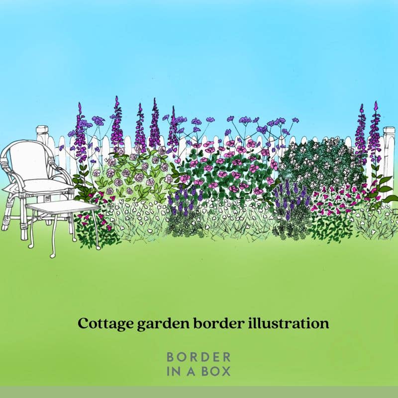 cottage garden border planting illustration