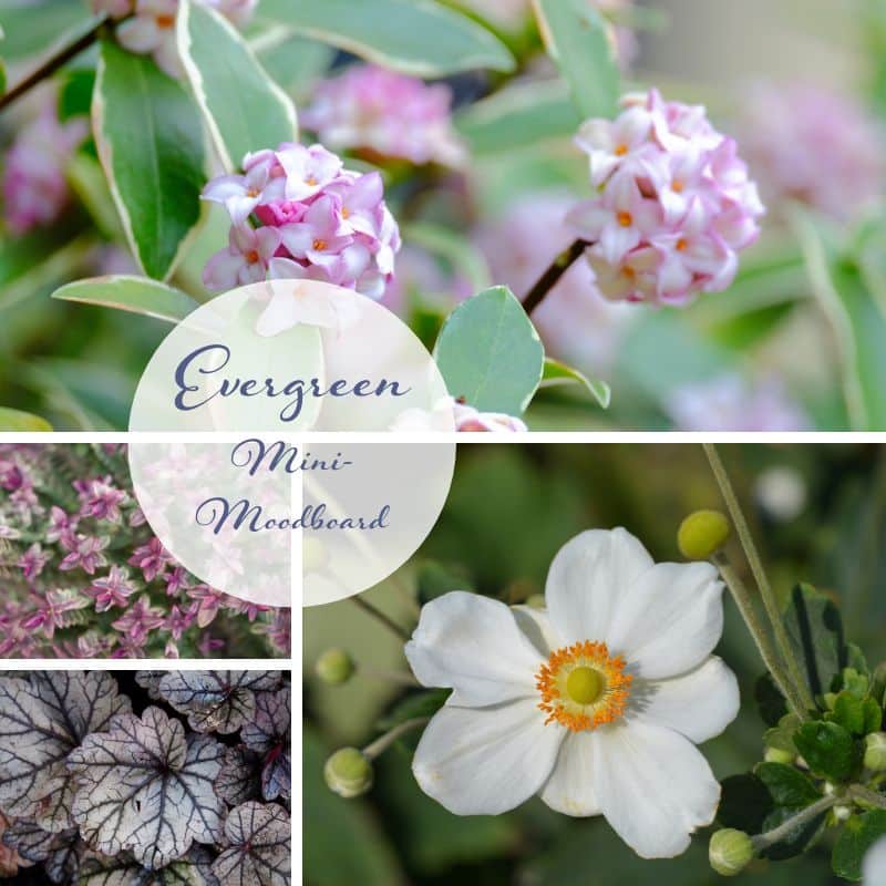 evergreen mini mood board with plants used in the planting plan