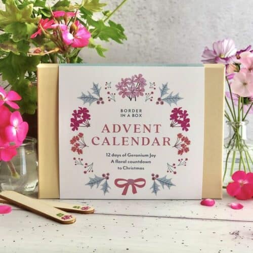Geranium advent calendar front of gift box