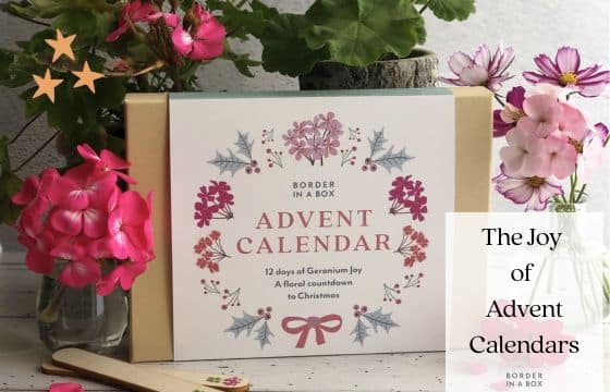 advent calendar blog header