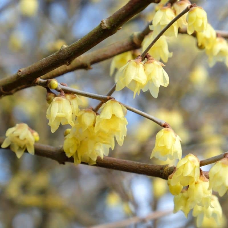 Chimonanthus praecox with yellow flowers on bare branches