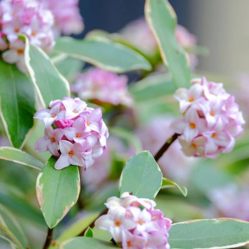 daphne odorata pink cluster flowers
