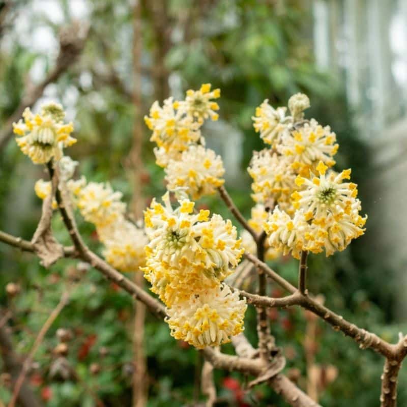 Edgeworthia chrysantha yellow flowers on bare branches