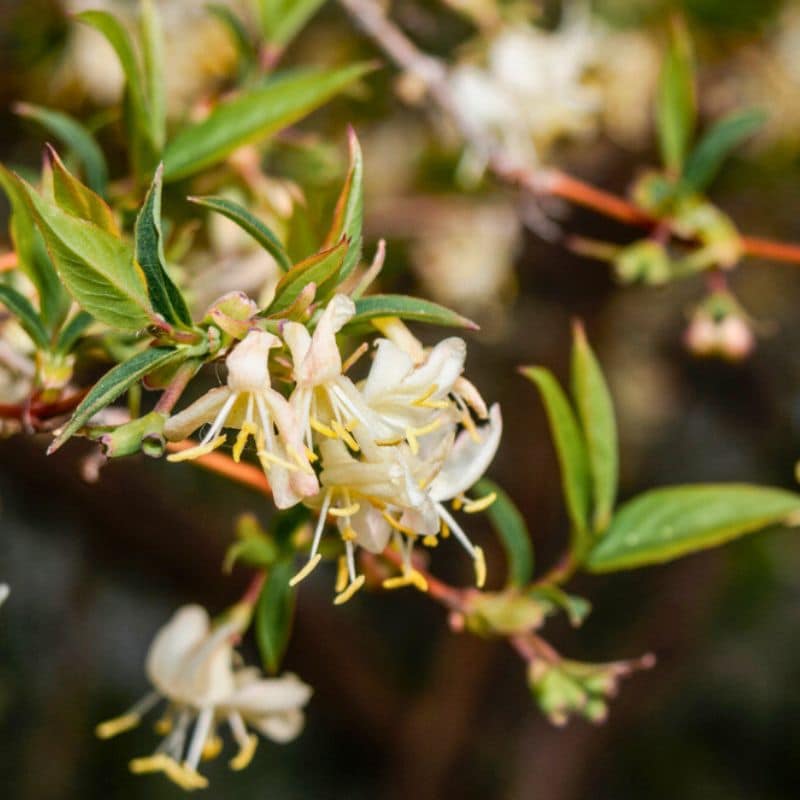 Lonicera fragrantissima white flowers