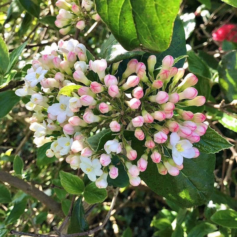 Vibernum flower