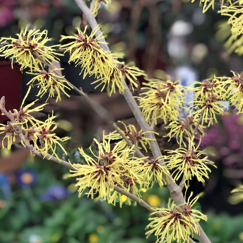 witch hazel yellow flowerson bare branches