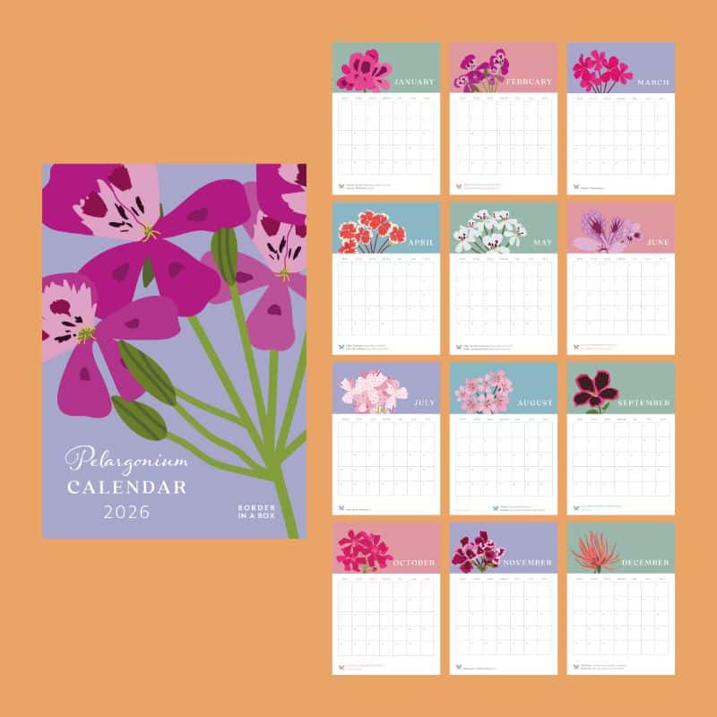 pelargonium wall calendar 800 x 800 illustrations of all the months of the 2026 calendar with pelargonium illustrations